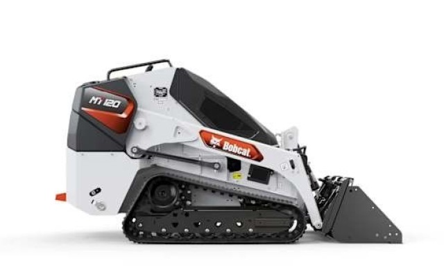 bobcat